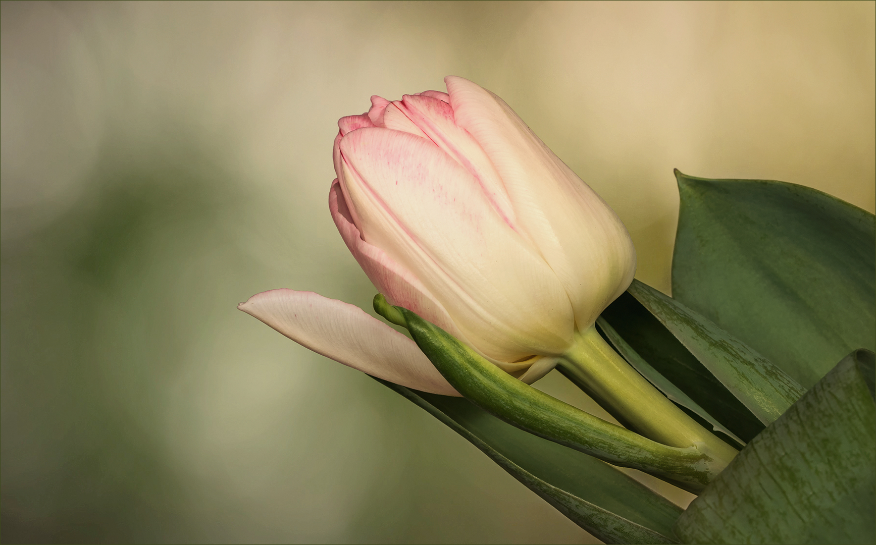 Zaubertulpe - so nannte sie die Floristin...