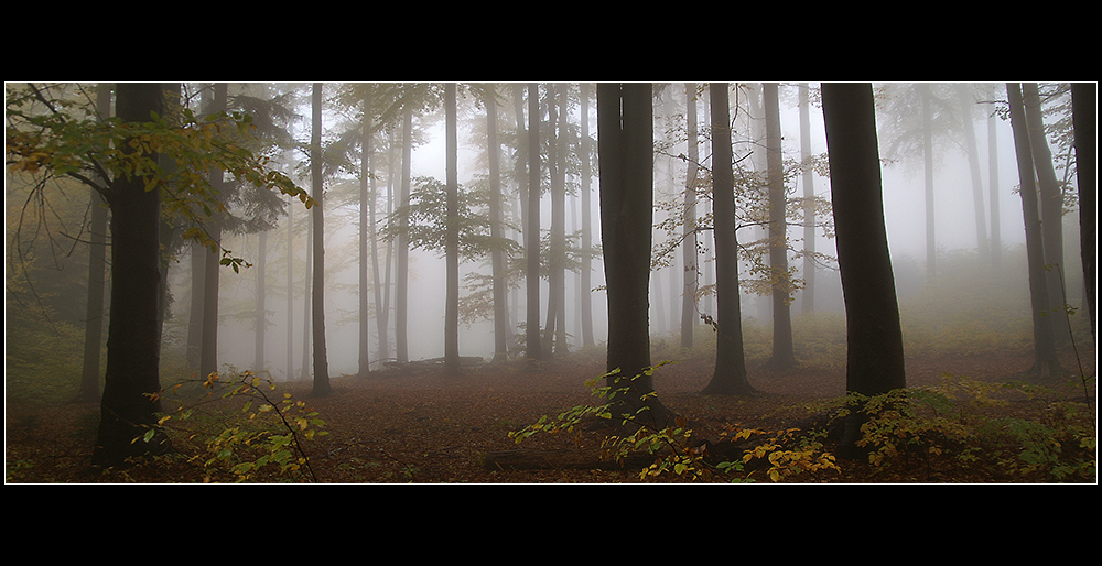 Zauberwald