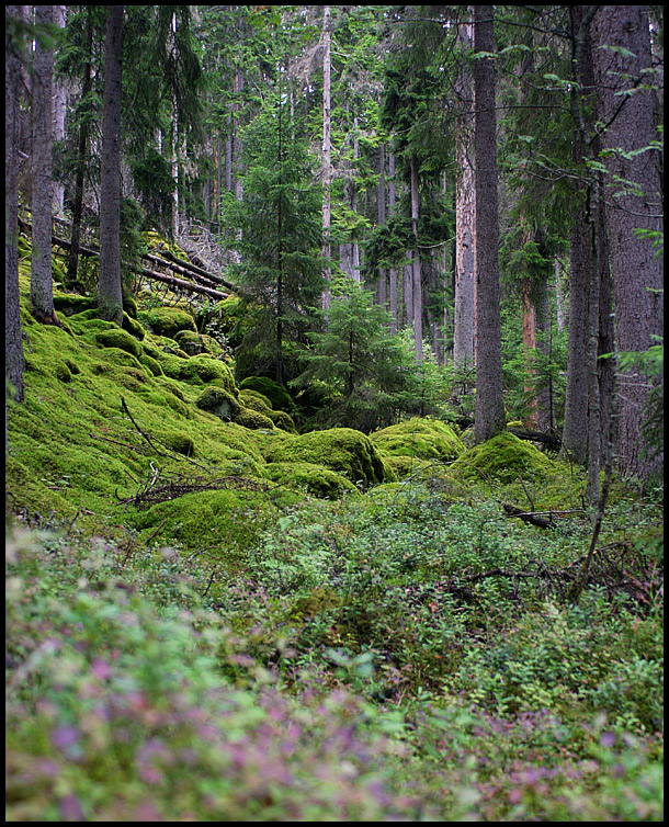 Zauberwald