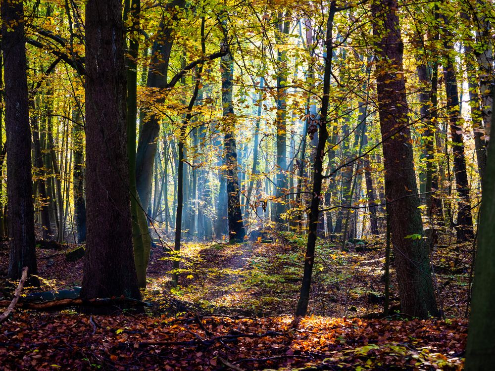 Zauberwald Foto & Bild | fotos, wald, outdoor Bilder auf fotocommunity