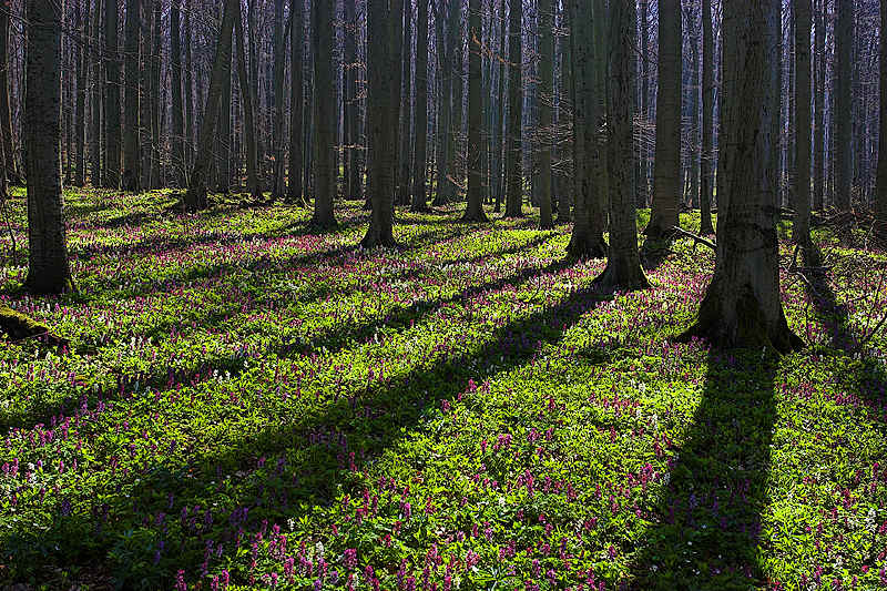 Zauberwald