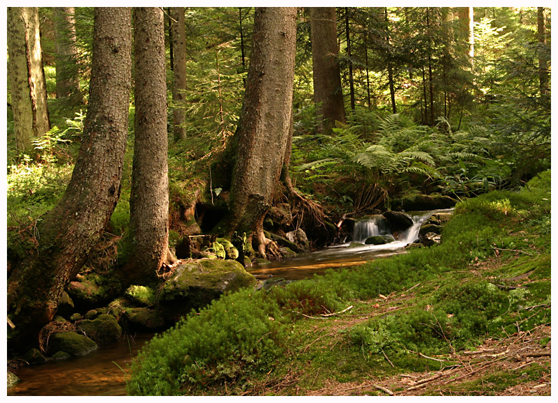 Zauberwald