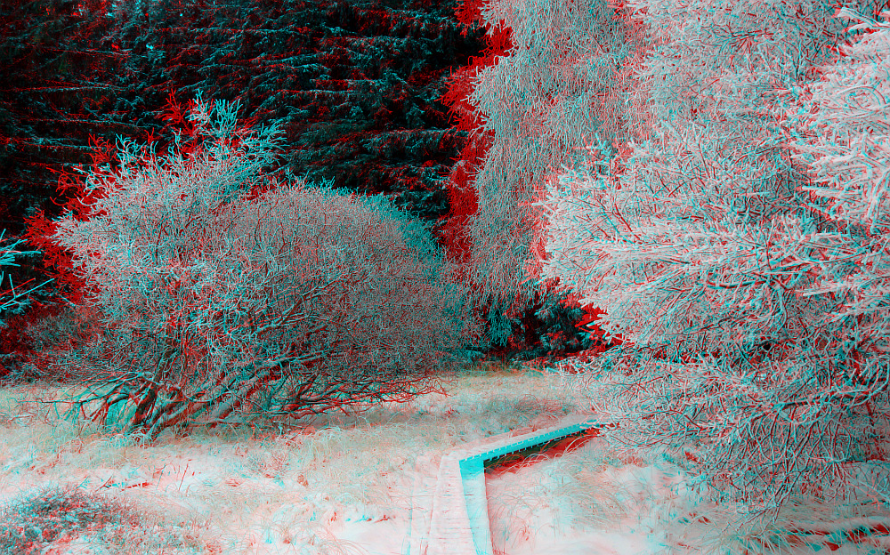 Zauberwald (3D-Bild mit Rot/Cyan-Brille betrachten)