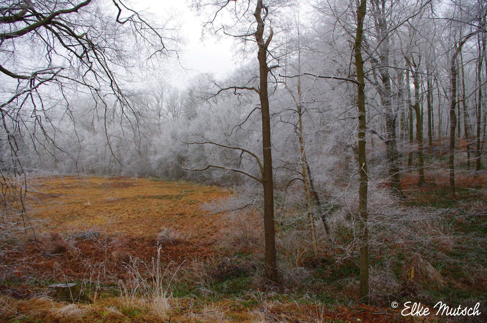 Zauberwald