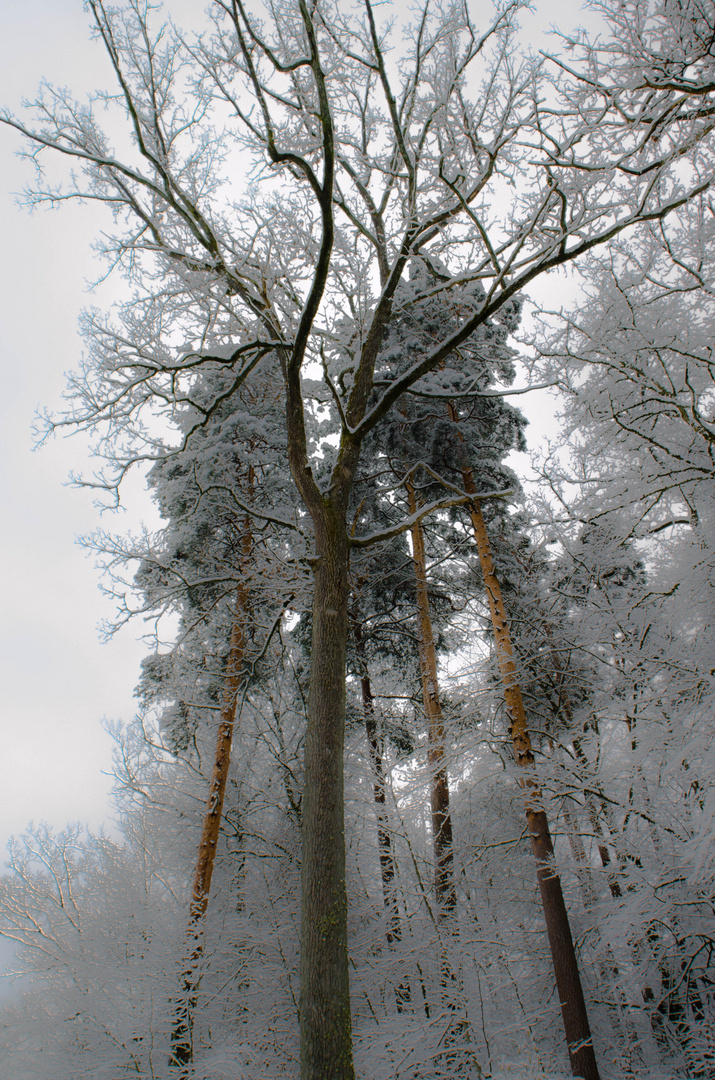 Zauberwald