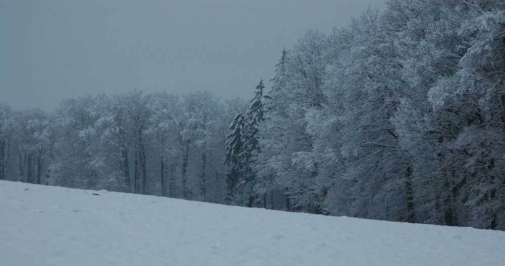 Zauberwald