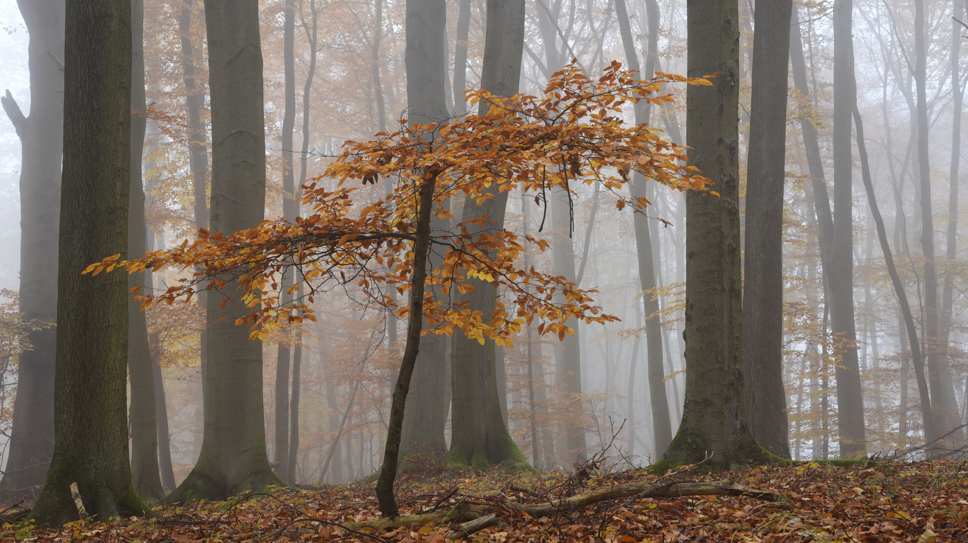 Zauberwald