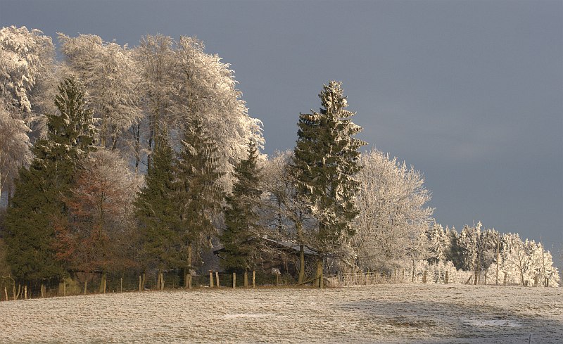 Zauberwald