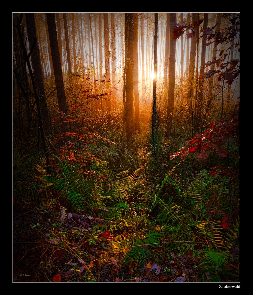 Zauberwald Foto & Bild | landschaft, wald, natur Bilder auf fotocommunity