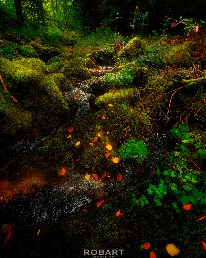 Zauberwald Foto & Bild | fotos, wald, natur Bilder auf fotocommunity