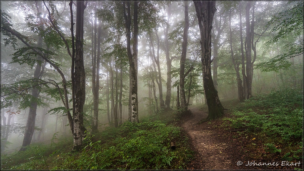 Zauberwald