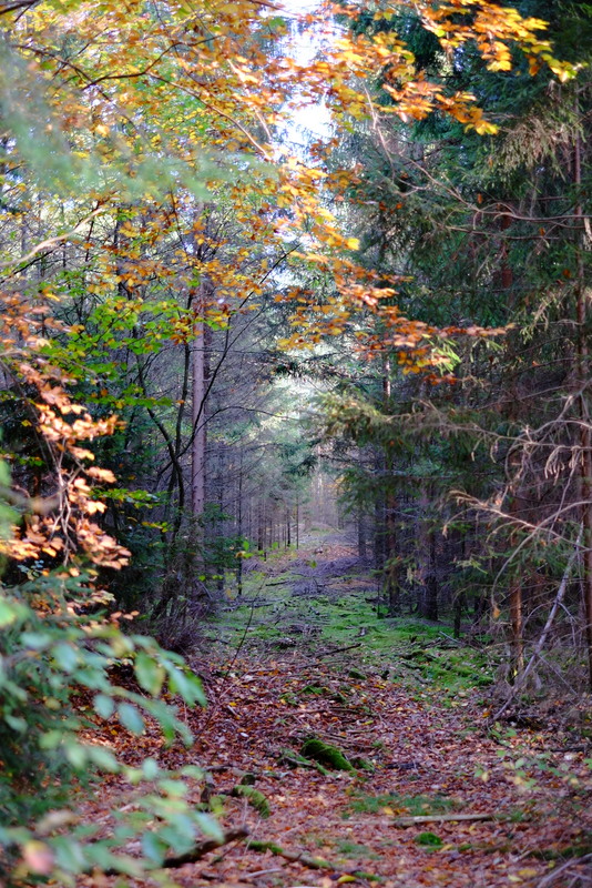 Zauberwald