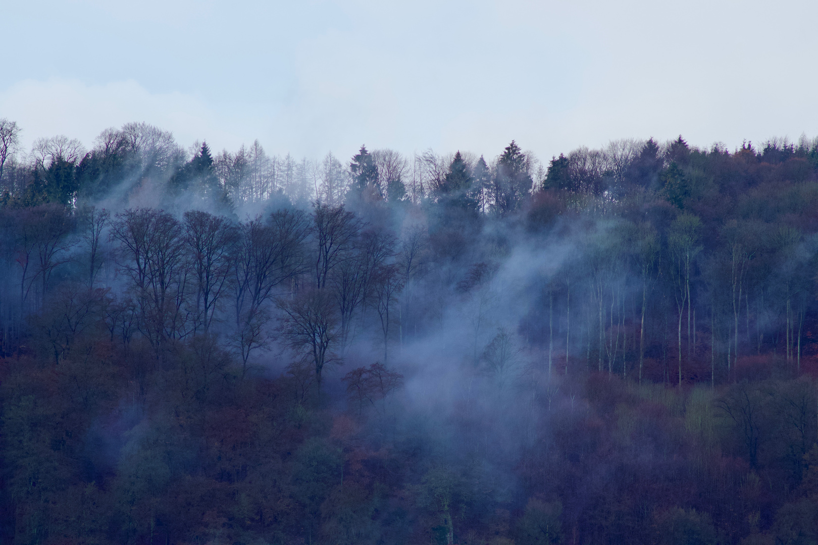 zauberwald