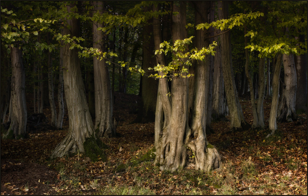 Zauberwald