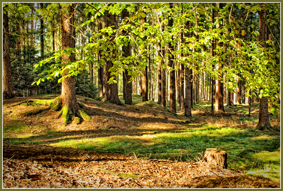 zauber::wald