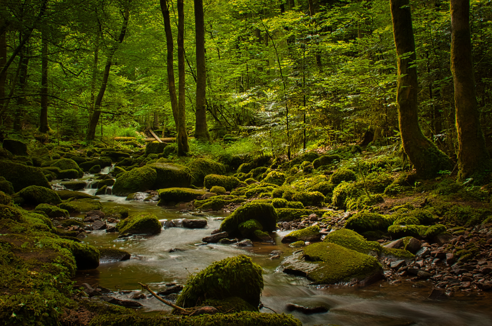 Zauberwald