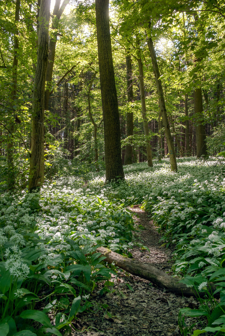 Zauberwald