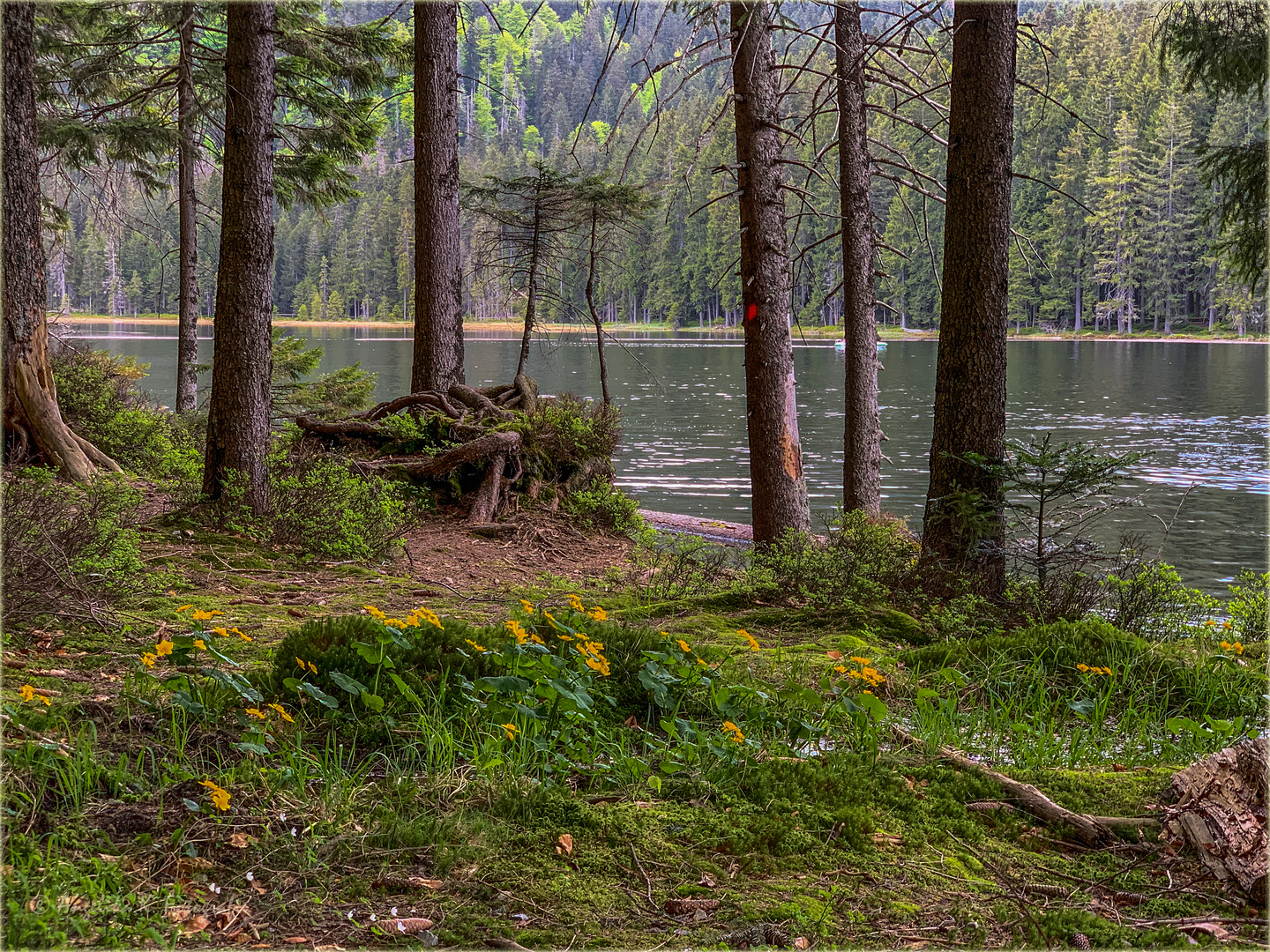 Zauberwald am Großen Arbersee