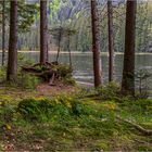 Zauberwald am Großen Arbersee