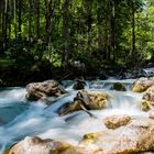 Zauberwald am Hintersee 3