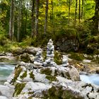 Zauberwald am Hintersee 