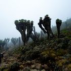 "Zauberwald" am Kilimanjaro