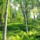 "Zauberwald" am Klammsee