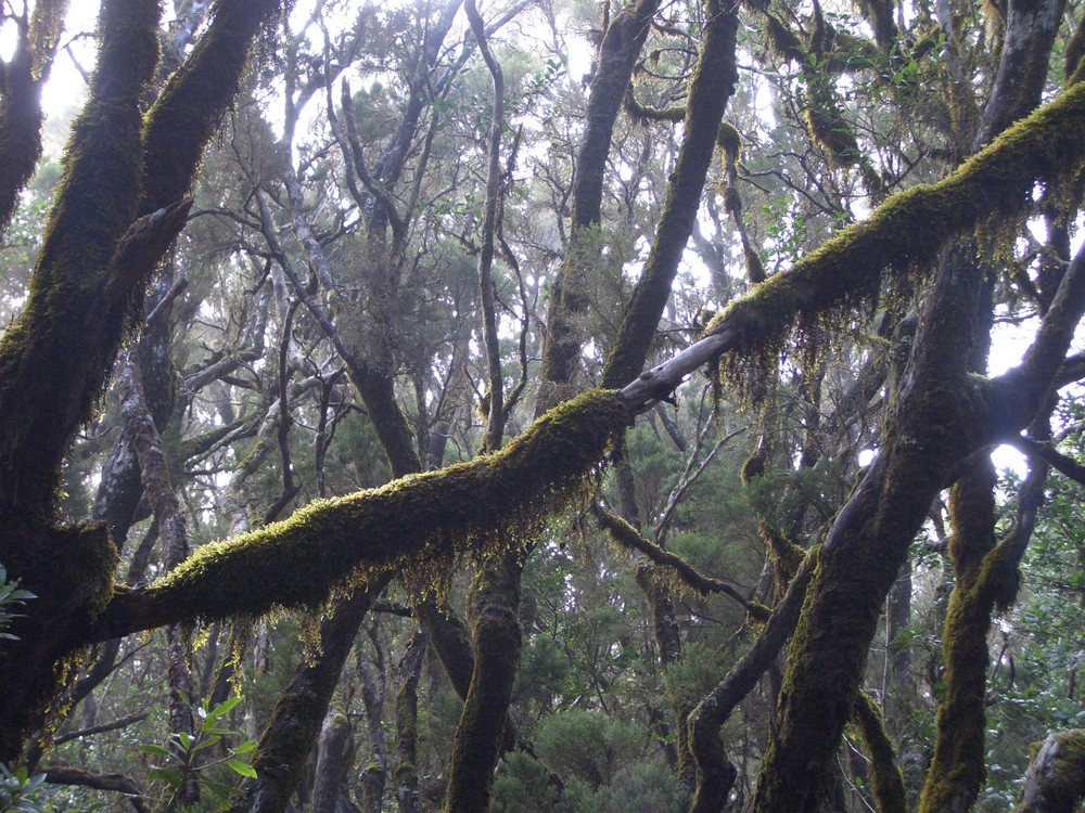 Zauberwald auf Gomera