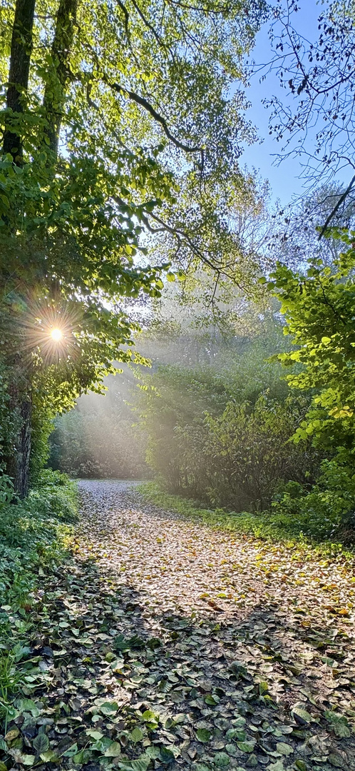 Zauberwald