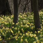 Zauberwald bei Aachen 