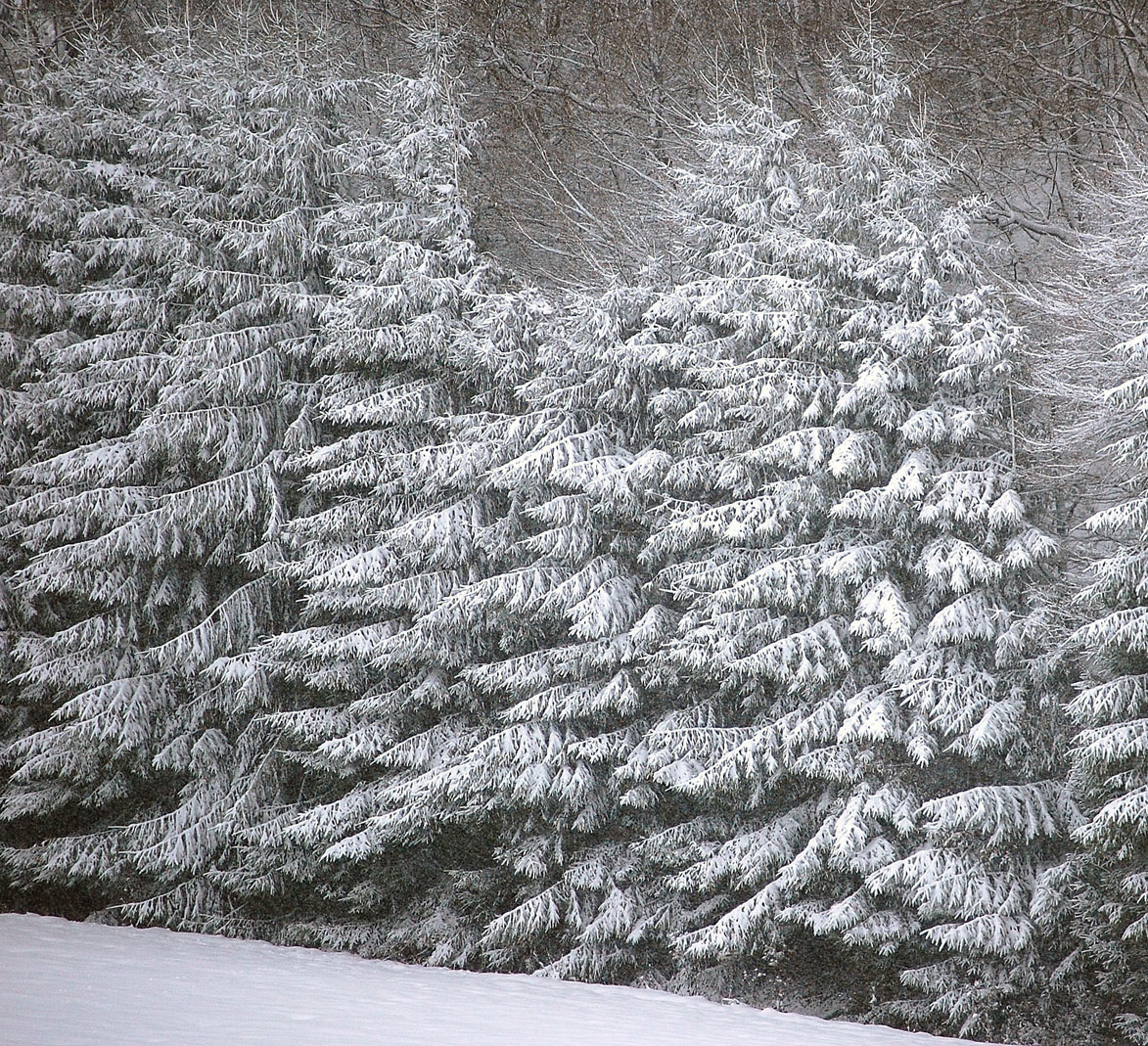 Zauberwald