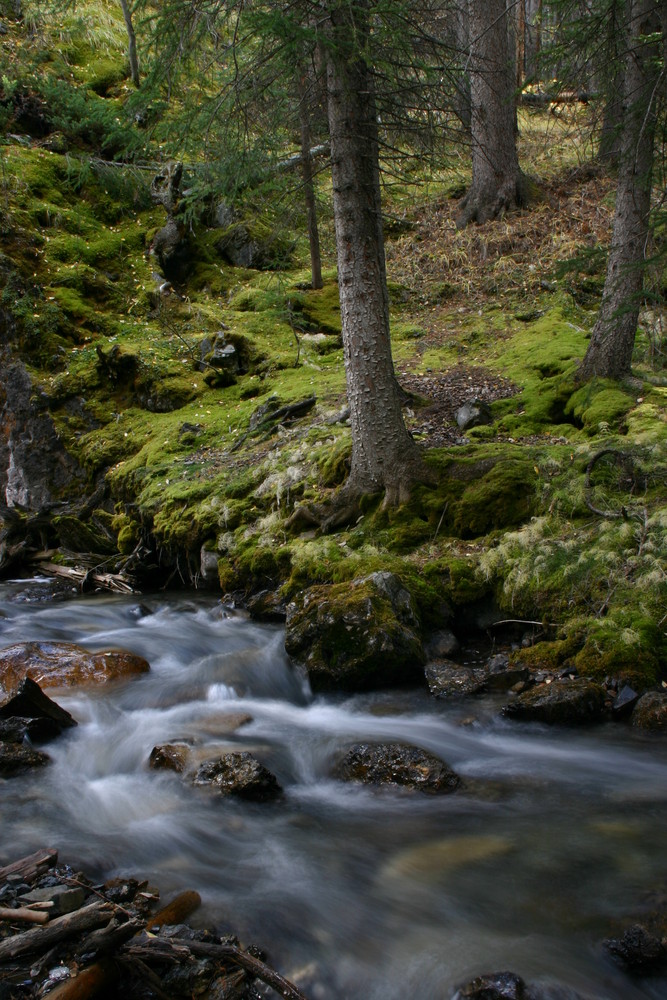 Zauberwald