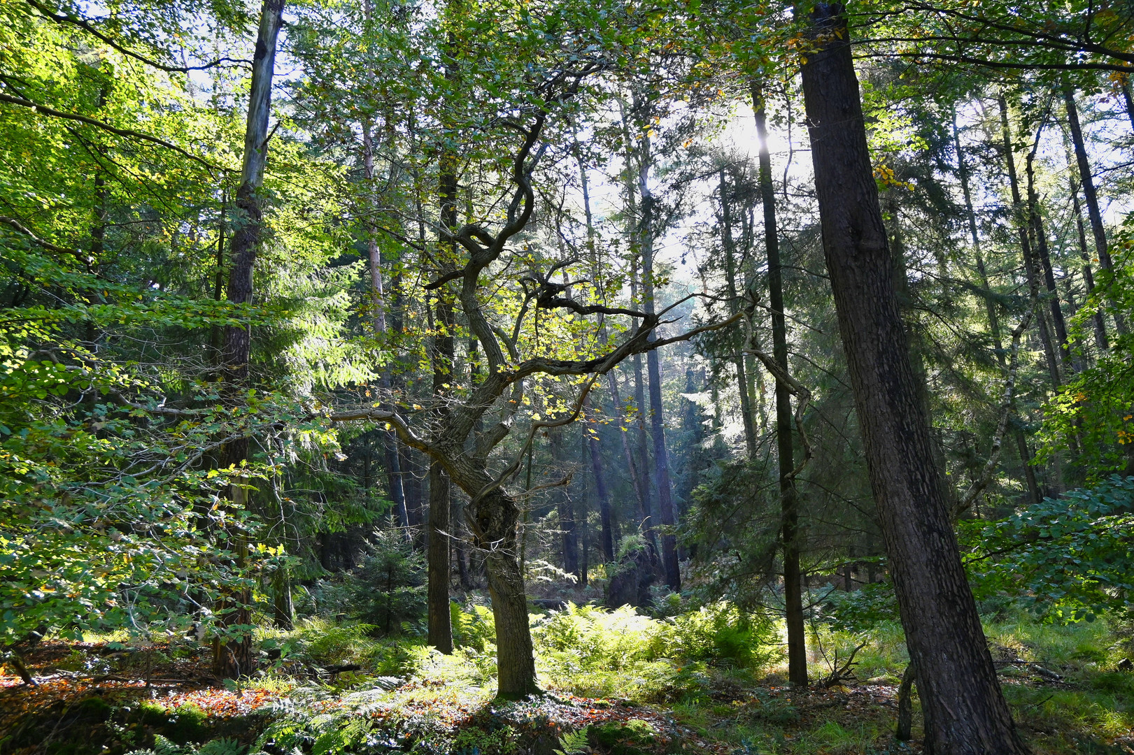 Zauberwald