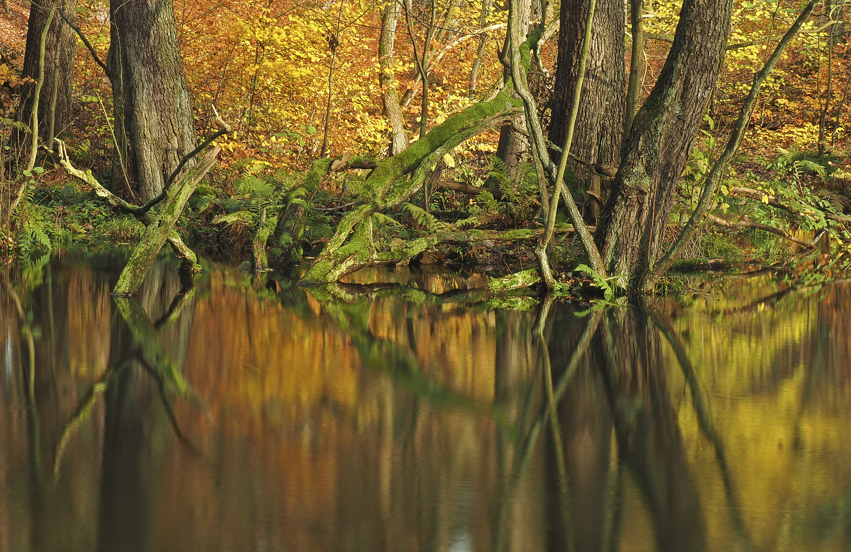 zauber.wald