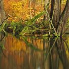 zauber.wald