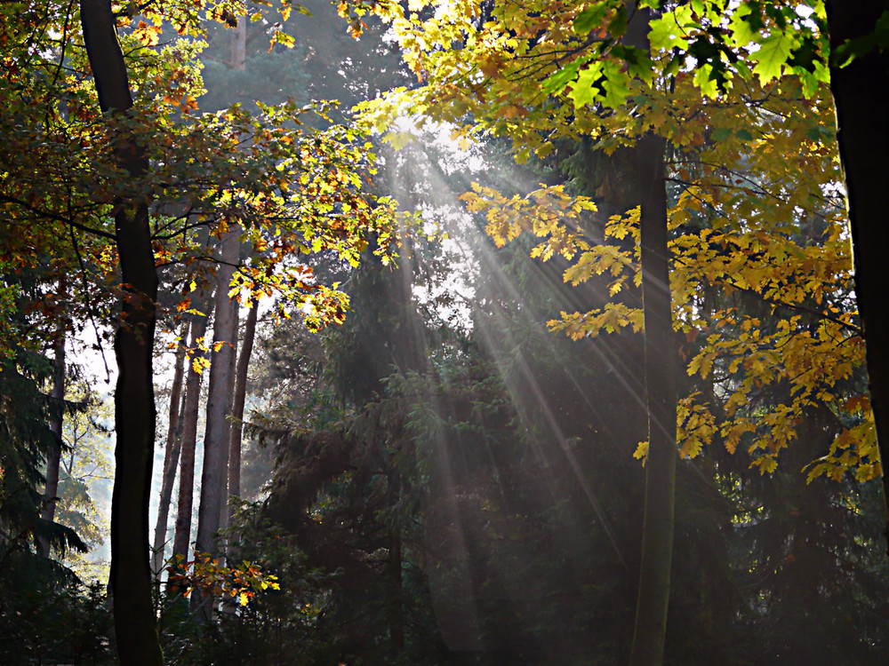 ZAUBERWALD