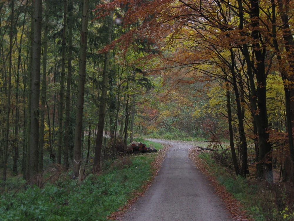 Zauberwald