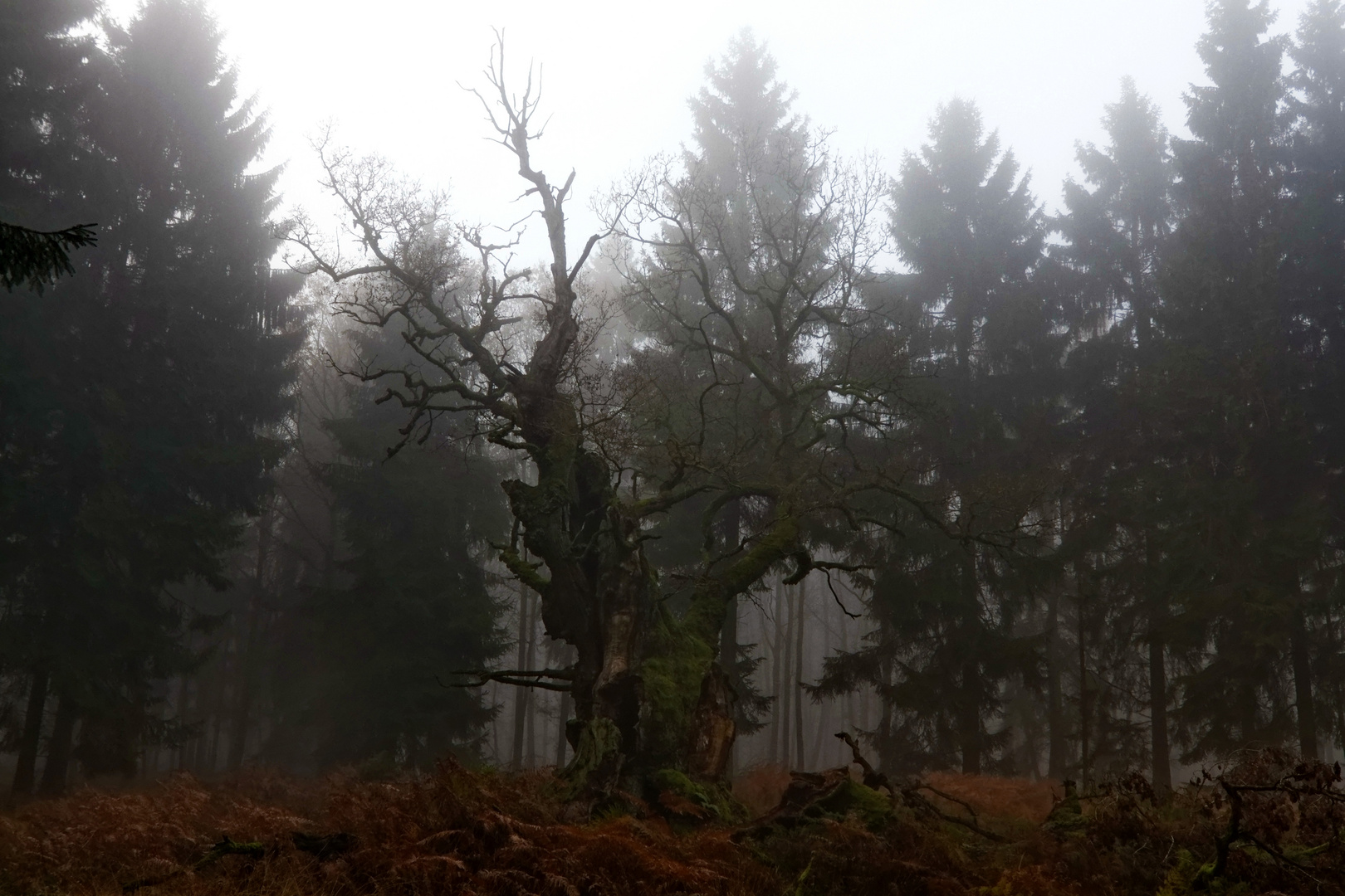 Zauberwald im Gegenlicht