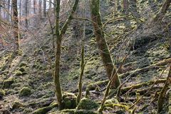 Zauberwald im Gegenlicht