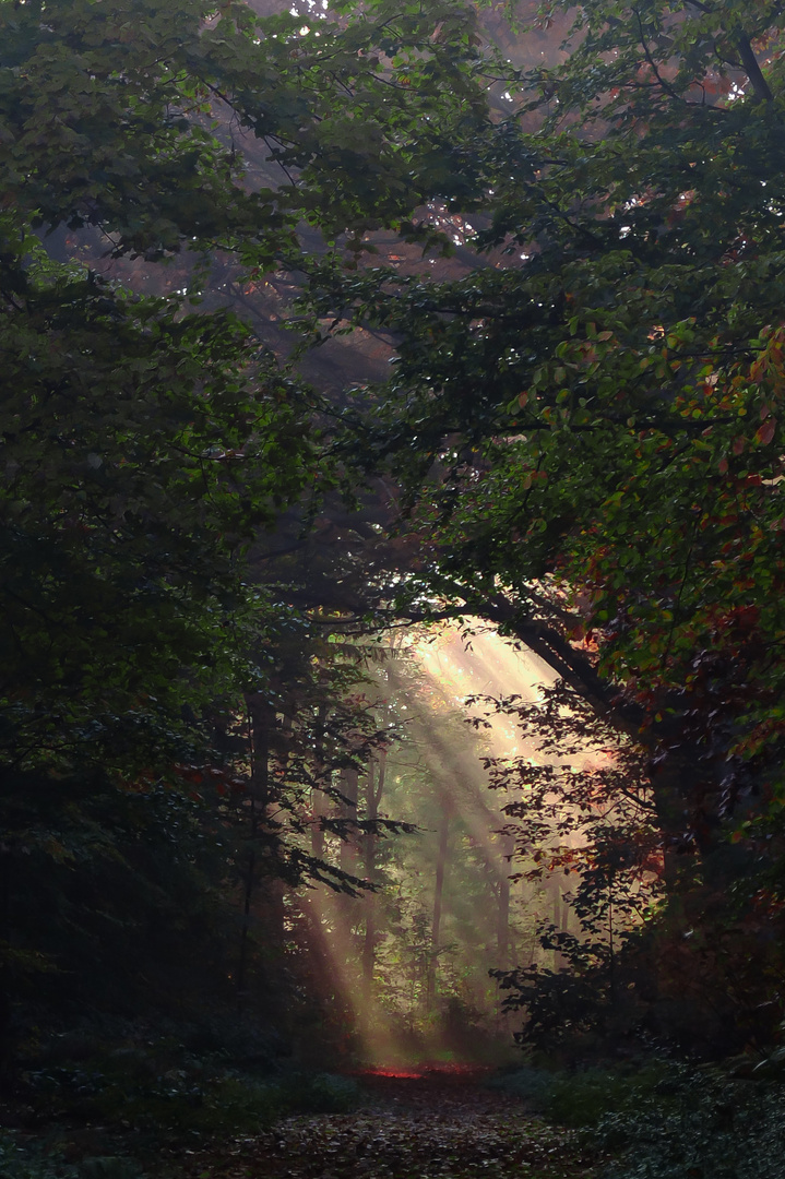 Zauberwald im Herbst