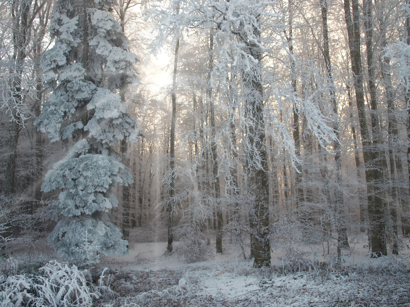 Zauberwald im Hotzenwald