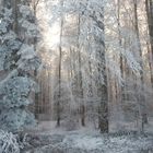 Zauberwald im Hotzenwald