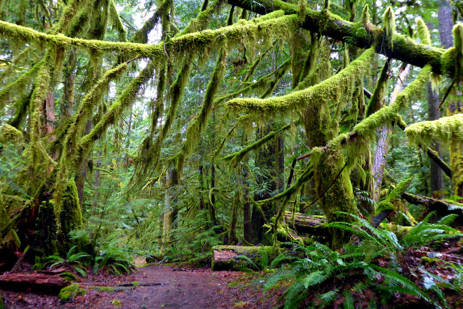 Zauberwald im Olympic National Park