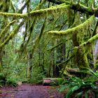 Zauberwald im Olympic National Park