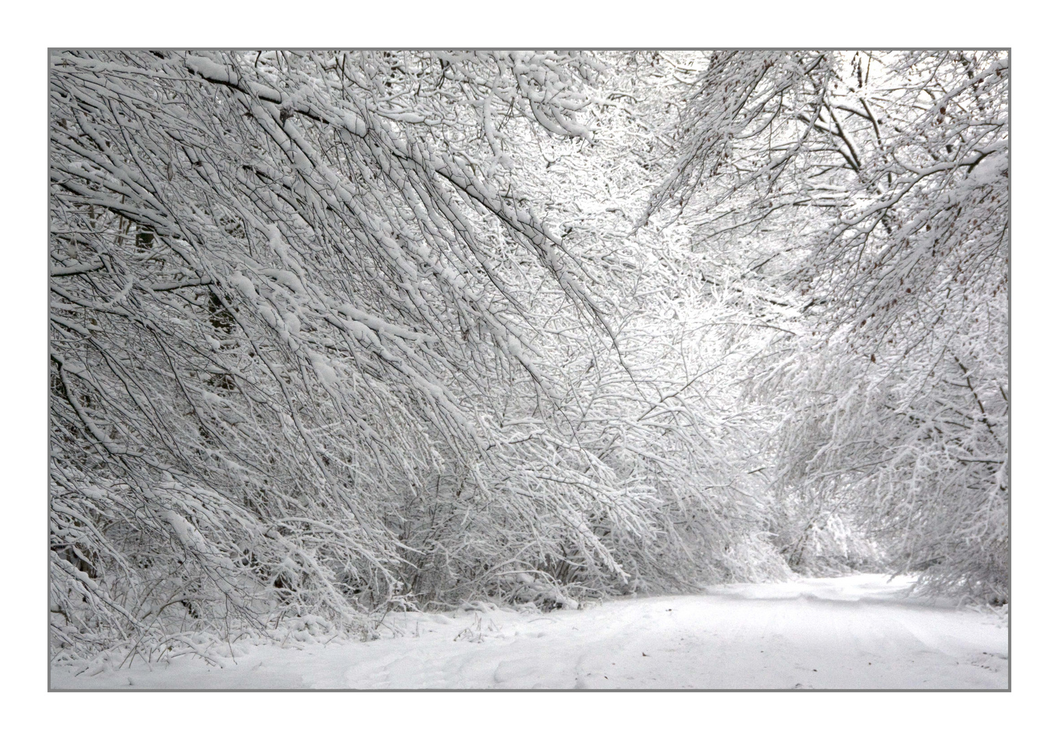 Zauberwald im Schnee 2