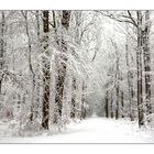 Zauberwald im Schnee