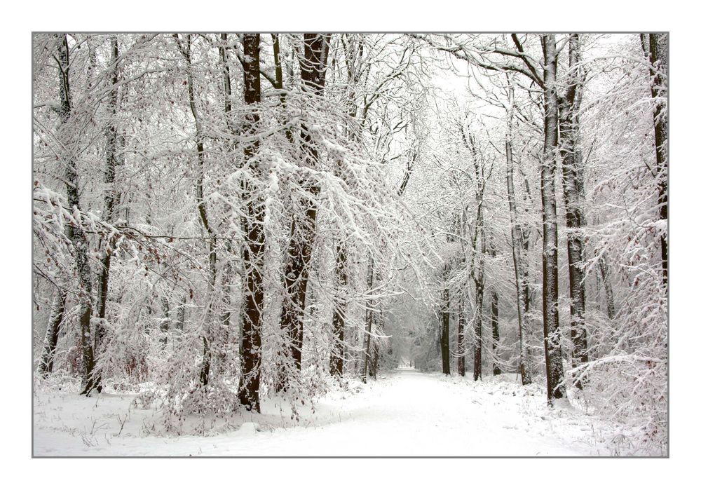 Zauberwald im Schnee