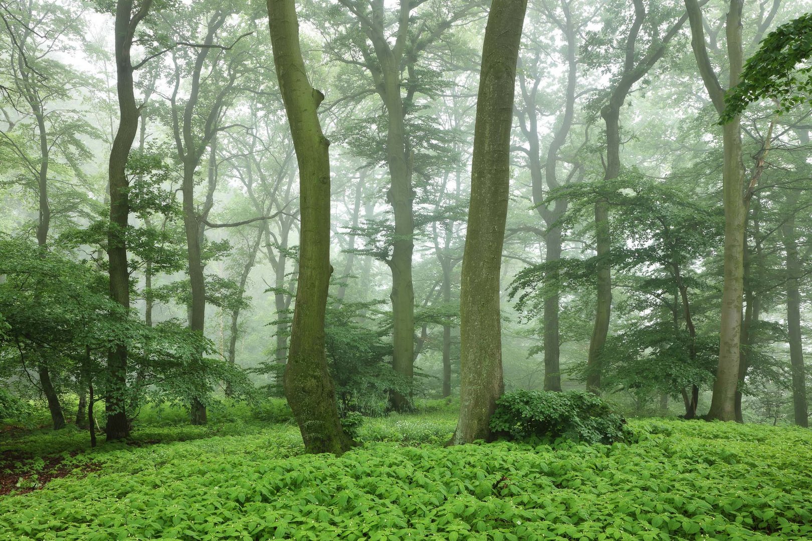 Zauberwald im Siebengebirge