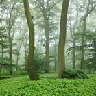 Zauberwald im Siebengebirge