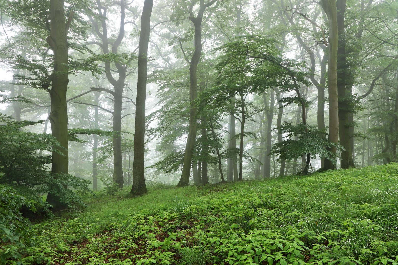 Zauberwald im Siebengebirge